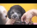 Toy poodle puppies grooming for the first time at 3 months of age