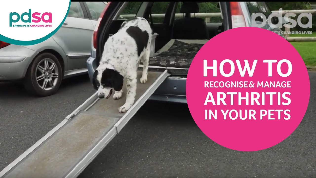 What Do Vets For Dogs With Arthritis?