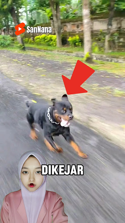 Dikejar Anjing itu Jangan Lari! 😱 #shorts