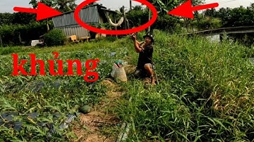 Câu cá _cau bằng vịt, giật cá hết hồn luôn