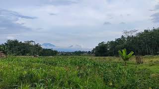 Suara Alam Di Pedesaan relaksasi