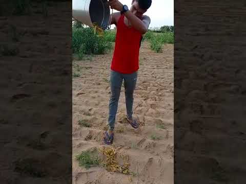 Teddy Sudhu Ka Mein a chuki hai vah Aage badhate Hue Rajasthan mein a rahi hai