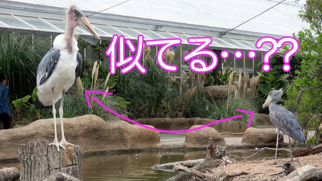 神戸どうぶつ王国 アフリカハゲコウのレムちゃん Leptoptilos Crumeniferus Rem Kobe Animal Kingdom Youtube