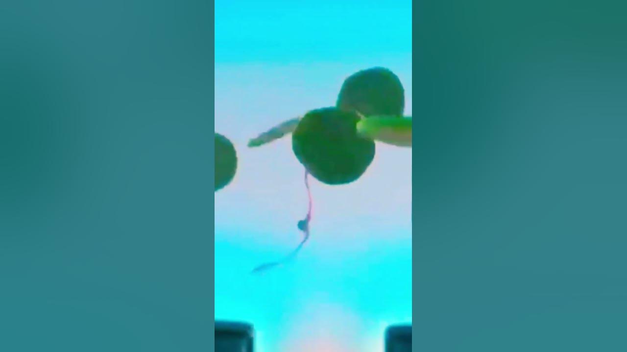 мини пека - YouTube