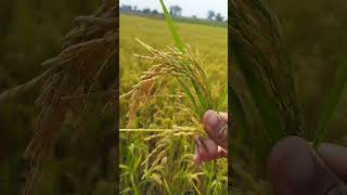 #farming #farmer #kishan #kisan #agriculture #shortsfeed #shorts #voiceeffects #nature #garden #farm