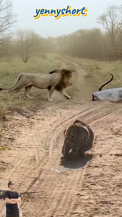 SINGA VS ULAR COBRA, SEEKOR MACAN TUTUL MENGINTAI #animals #shorts