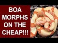 5 Inexpensive Morph Boa Constrictors