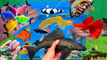 Video tổng hợp cá cảnh đẹp, vịt, vịt con, cá koi, cá trê, cá dạ quang, cá la hán