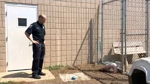 Piglet survives falling off truck on I-35