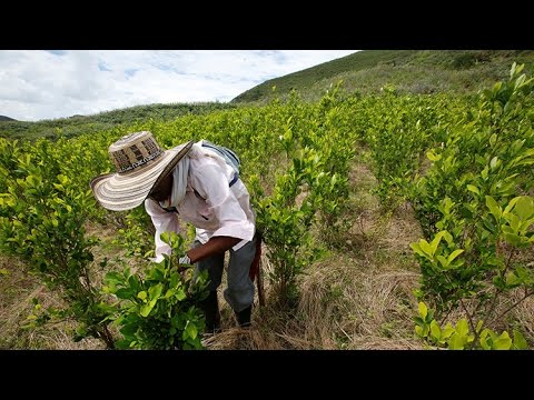 Vídeo: Arbusto De Coca - Propiedades útiles Y Uso Del Arbusto De Coca, Cultivo De Arbusto De Coca, Contraindicaciones