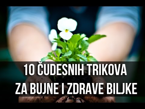 Video: Da li je anturijum dobar za unutrašnju upotrebu?