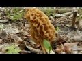 How To Grow Morel Mushrooms