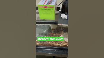 Before feeding ur ball python🐍 do this. #tipsandtricks #Reptilelover #livefeedings #hunting #mice