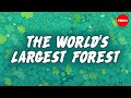 Amazon Rainforest Conservation and Impact