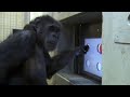 Touch Screen Test - Chimp TV | BBC Studios