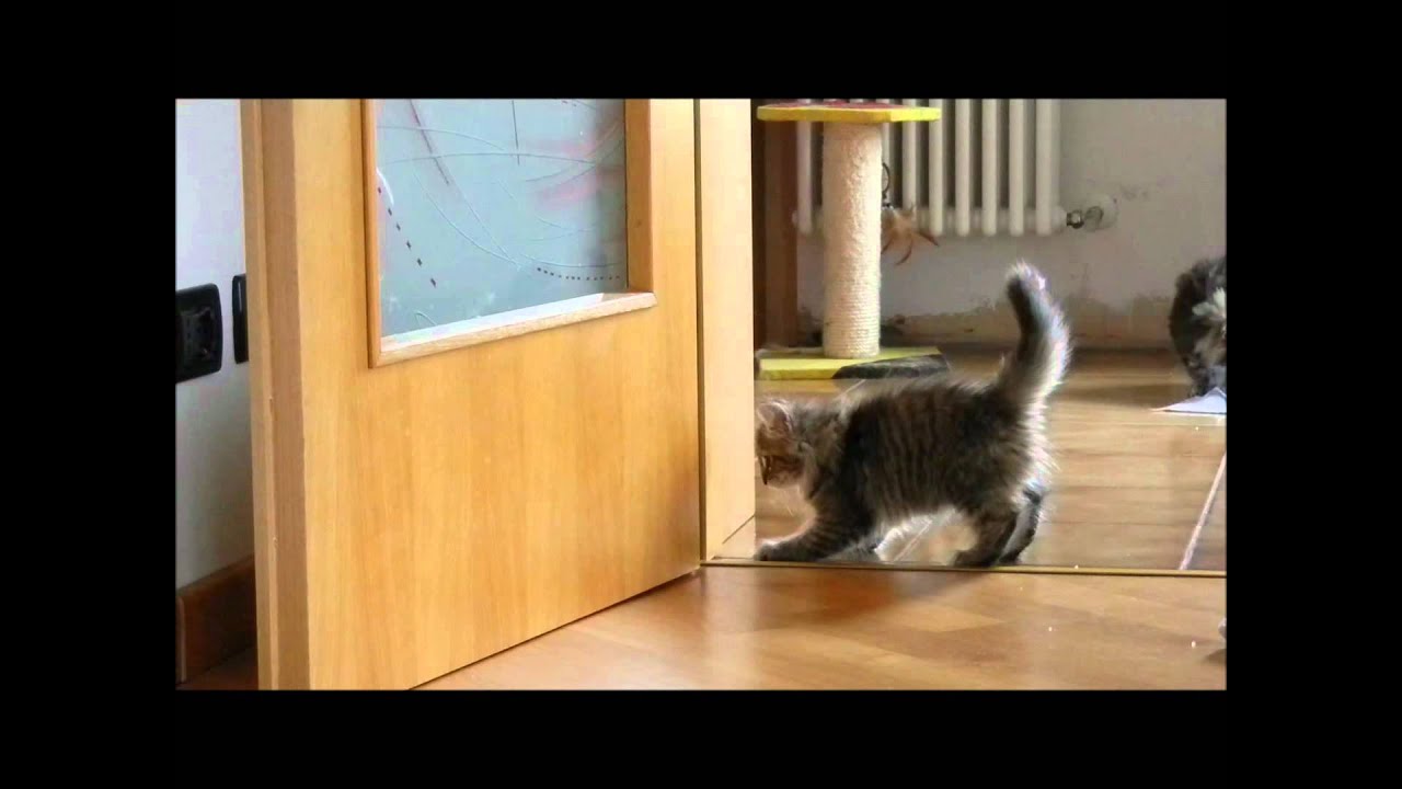 Cuccioli Gatti Norvegesi Delle Foreste W Le Fusa Youtube