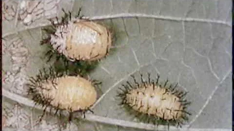 snag - s/t - [full album]