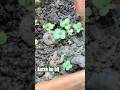 Sarso grow ho gya 🥳🥳#sarso #ytshorts #flowers #gardening