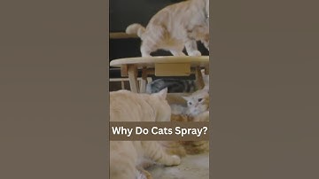 Tips for Preventing Outdoor Cat Spraying | How to Stop Cats Spraying Outside? | #shorts