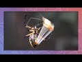 Garden Spider Wraps Grasshopper Prey Extremely Fast