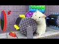 All New Maze Challenges: Hamster Escape the Awesome Maze