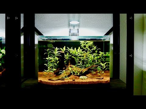 Setting Up Fifth Planted Betta Fish Tank | Hygrophila Polysperma Nano Aquarium