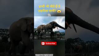 Elephant vs Poison: कुदरत का सबसे बड़ा अजूबा! 🤯 #trending  #Shorts #shortsfeed