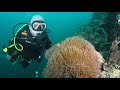 Scuba Diving Anilao, Batangas. Best Dive Site. Most amazing experience!