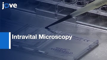 Intravital Microscopy of Monocyte Homing and Tumor Angiogenesis | Protocol Preview