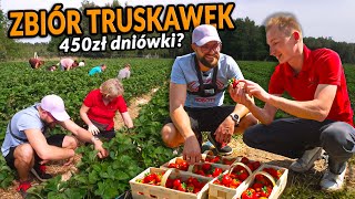 ZBIERANIE TRUSKAWEK, ILE KILO NA GODZINĘ I JAKA STAWKA? | DO ROBOTY