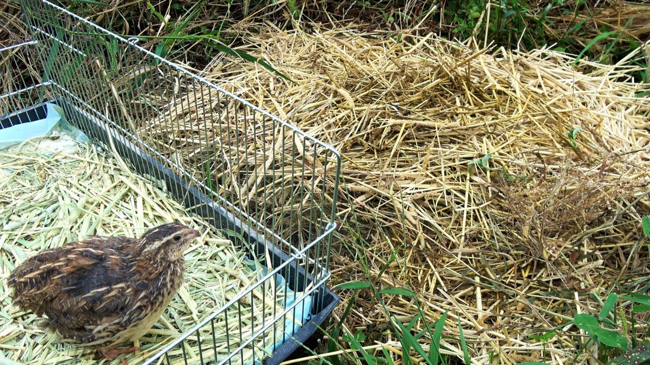 庭に捨てたウズラの床材から害虫が大量発生した