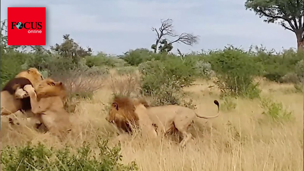Die 9 einzigartigsten Löwen der Welt!