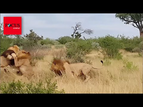 Video: Kann eine Löwin einen Löwen töten?