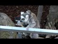 Cute Lemur eating food