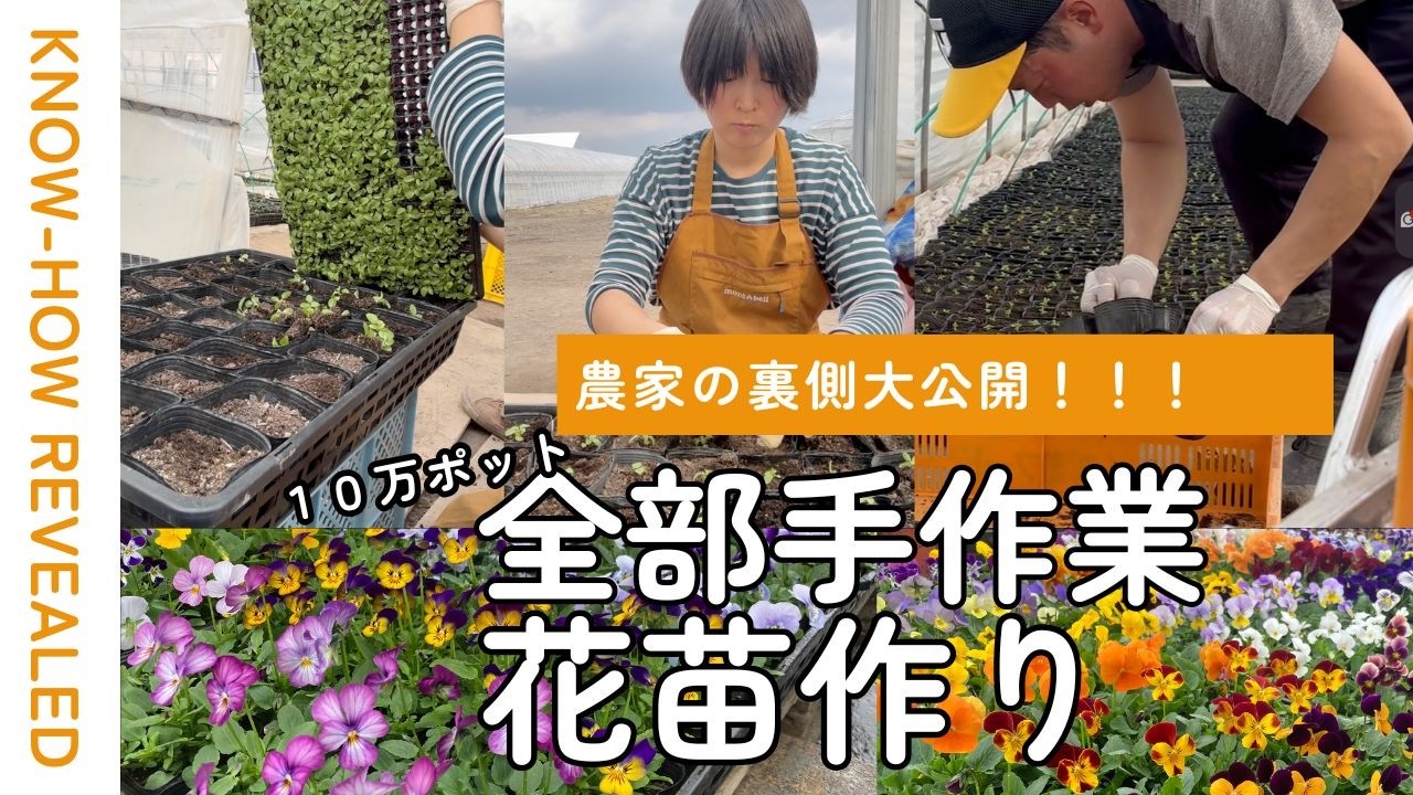 花苗作りは　全部「手作り」！１０万ポット植えていくよ🤣