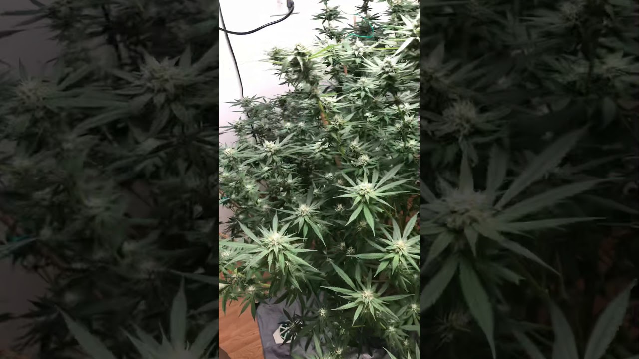 Day 29 flower