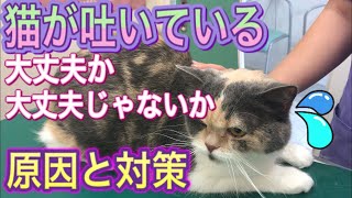 【猫が吐くとき】大丈夫な嘔吐と大丈夫じゃない嘔吐について解説。繰り返す嘔吐についても。