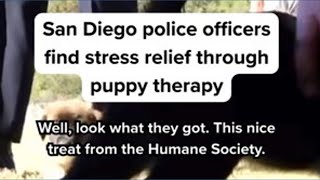 San Diego police officers find stress relief through puppy therapy