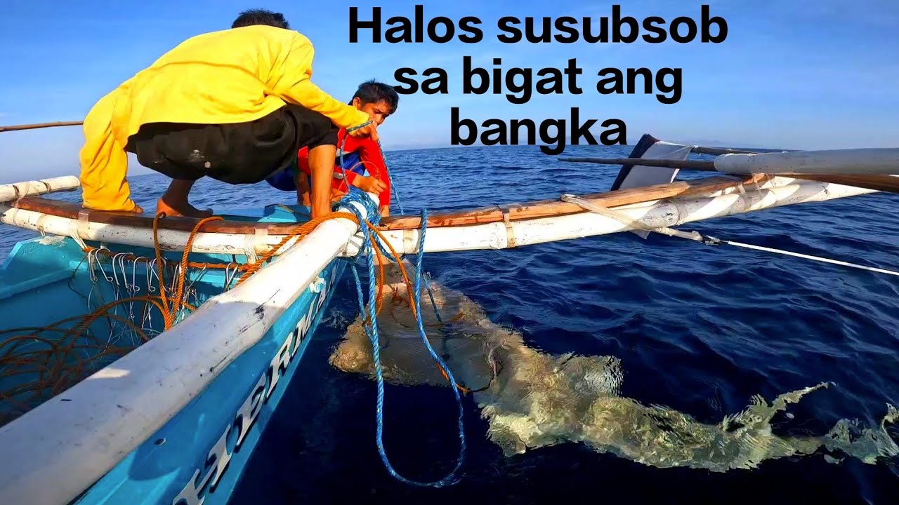 Tinatayang nasa 100klg + ang Dambuhalang ito Hindi sinasadya using long-line PALANGGRE