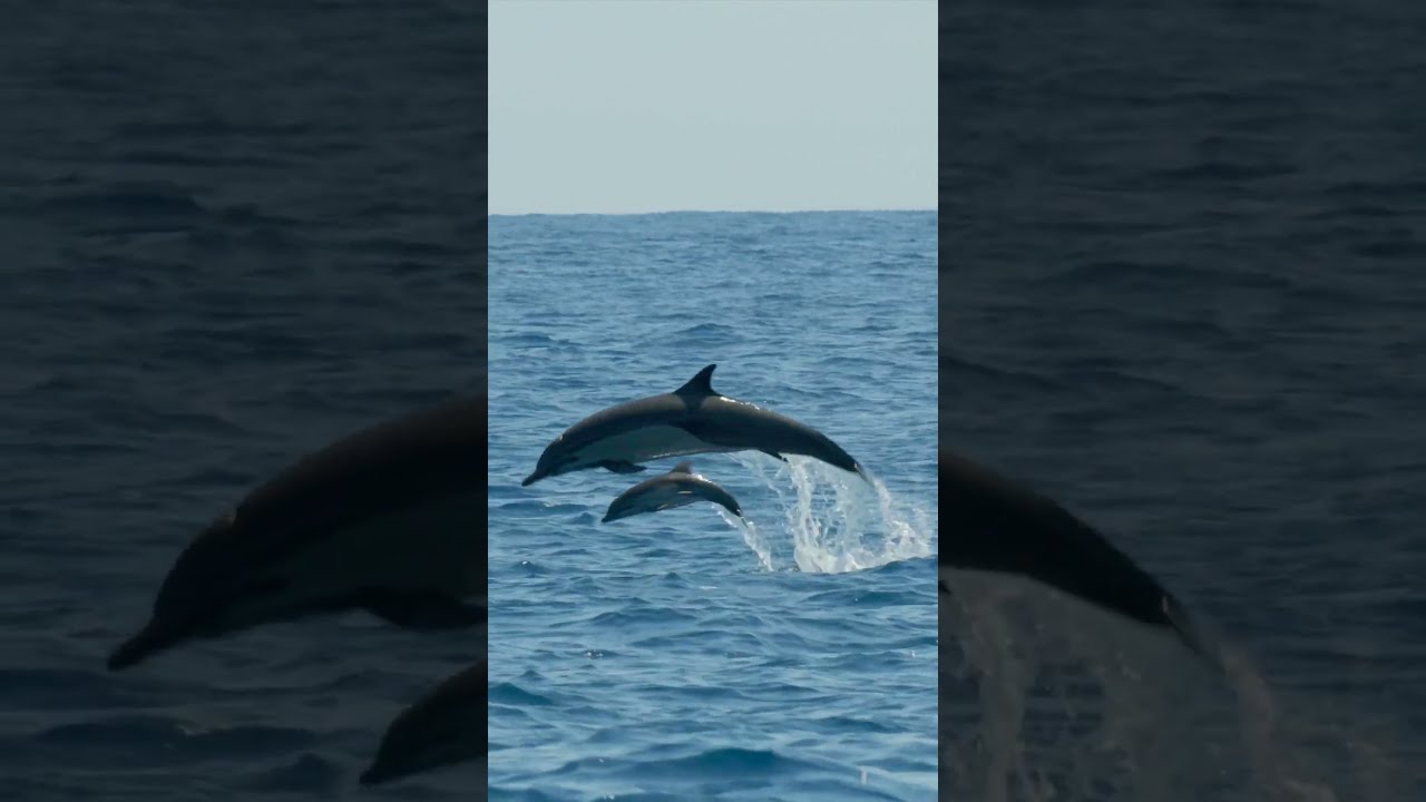 Baby Dolphin Sighting BabyAnimals Shorts