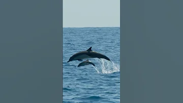 Baby Dolphin Sighting BabyAnimals Shorts 