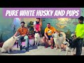 Big white huskies in punjab  thailand import pups  siberian huskies pure white colour