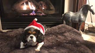 We Wish You a Merry Christmas With Dresses by Isabelle The Cavalier 1,474 views 1 year ago 1 minute, 57 seconds