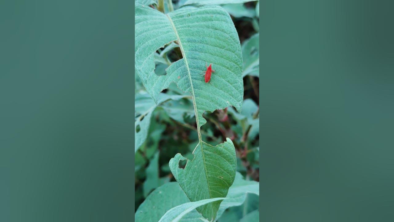 Lixus subtilis Boheman - YouTube