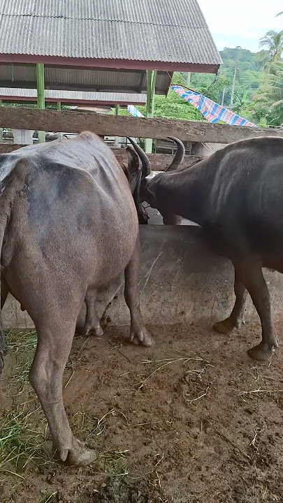 DIPASAR TERNAK PALANGKI ADA DUA EKOR KERBAU YG LAGI BUNTING#sapimakan #kerbau #cow #shortvideo #fyp