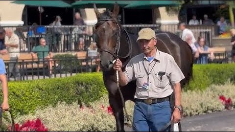 The Pacific Classic Thorograph Numbers and Patterns