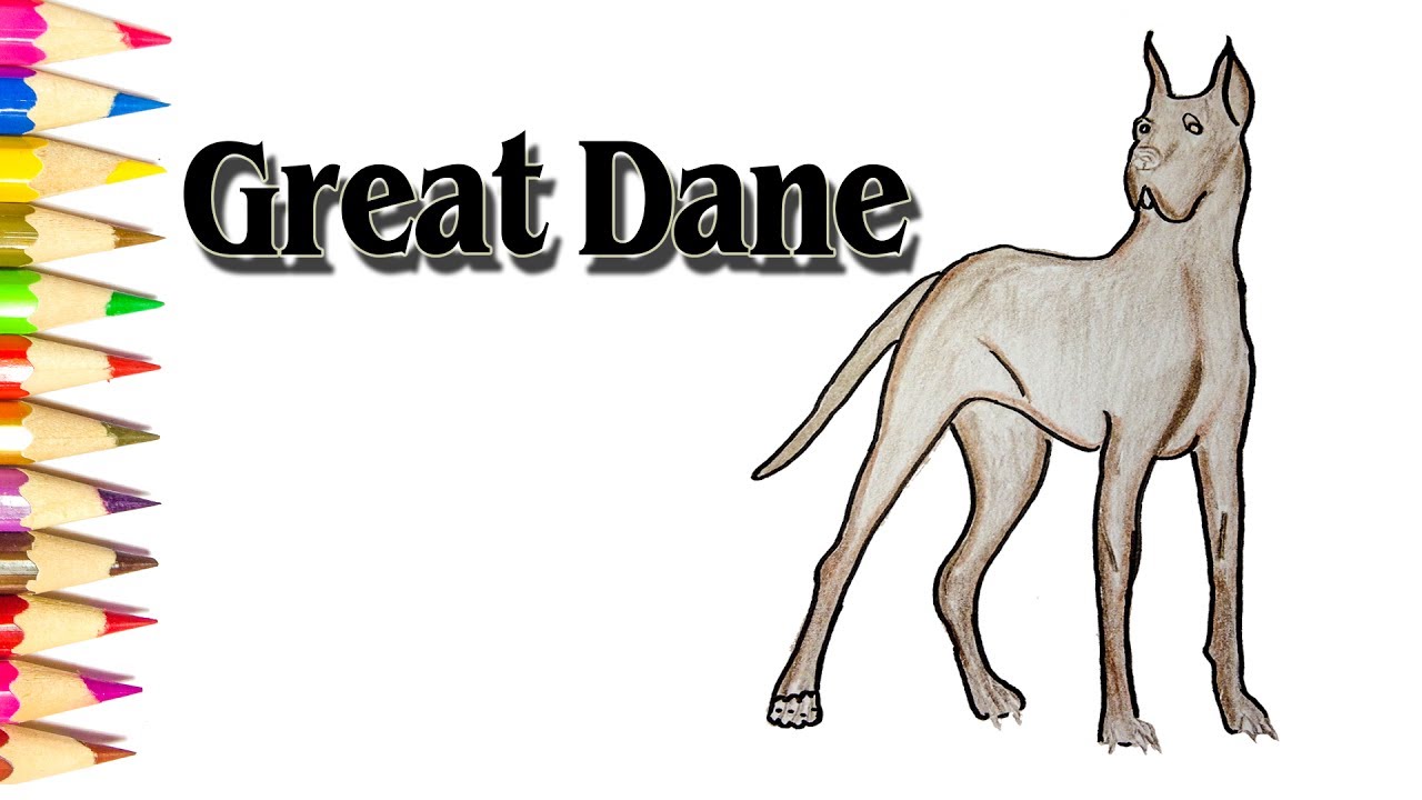 Great Dane drawing tutorial