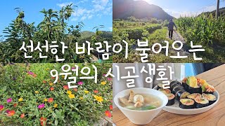 SUB) 선선한 바람이 불어오는 9월의 시골생활🥜🍠| 시골살이 | 힐링 | 브이로그 | 시골정원 | 주말농장 | vlog | Korean Countryside life | screenshot 1