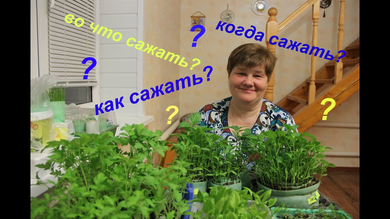 Рассада: как сажать?когда сажать?во что сажать?