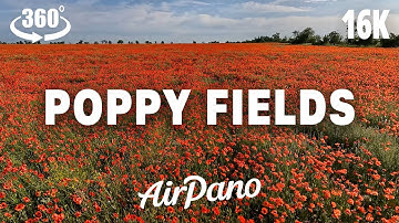 Poppy Fields. VR Relaxation in 16K